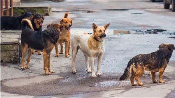 الكلاب الضالة 