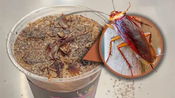 قهوة الصراصير والنمل