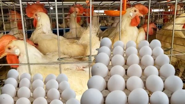  أسعار الدواجن والبيض