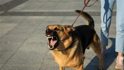 كلب.. أرشيفية    