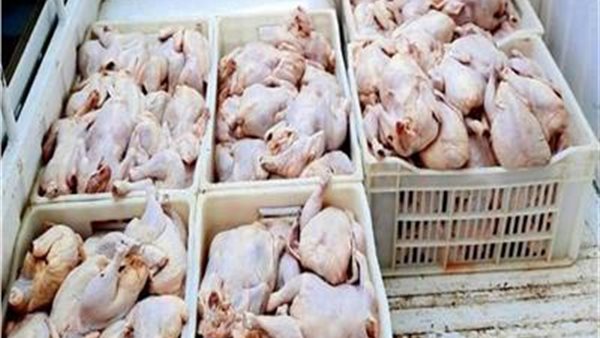 دواجن فاسدة