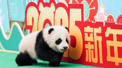 دبلوماسية الباندا