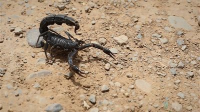 أخطر العقارب     