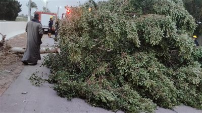 سقوط شجرة على طريق الفيوم – القاهرة