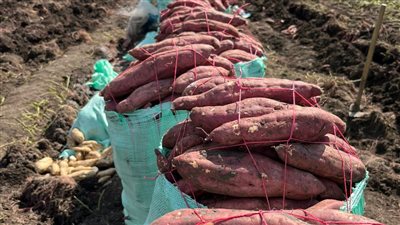 زراعة البطاطا في كفر الشيخ 