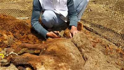 صاحب مهنة حلاقة الماشية بقرية أبشان