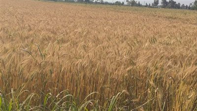 موسم توريد القمح في الشرقية