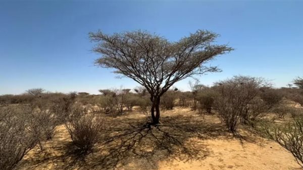 غابات السودان     