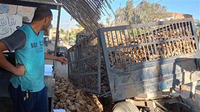 اختلال مقطورة جرار زراعي محمّلة بالبنجر في الفيوم