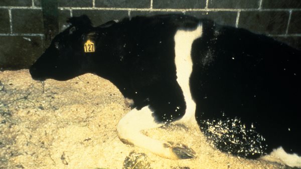 صورة تعيبرية