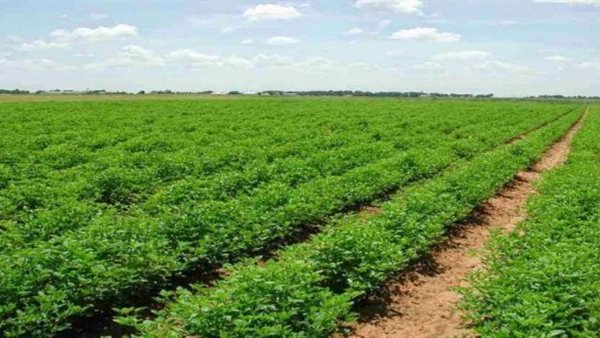 اراضي زراعية