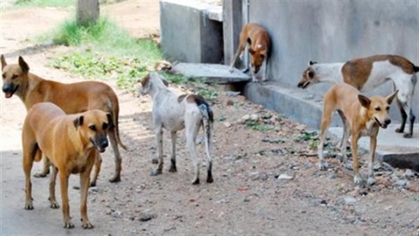 صورة تعيبرية